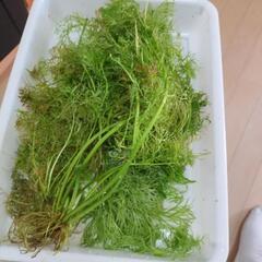 無農薬水草　ベトナムスプライト