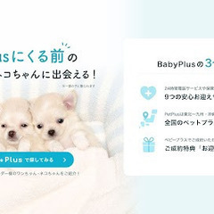 ペットプラスに来る前のブリーダー様の もとにいるベビーワンちゃん...