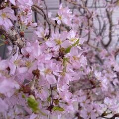 桜の花束