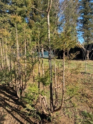 台杉 植木 2万円 blog.lawneq.com