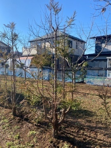 台杉 植木 2万円 blog.lawneq.com
