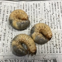 カブトムシの幼虫　三匹