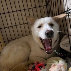 mix 中型犬　お顔が可愛い🥰