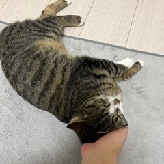 【保護猫】美猫で甘えん坊のジュリアちゃんメス1歳 − 東京都