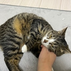 【保護猫】美猫で甘えん坊のジュリアちゃんメス1歳 - 町田市