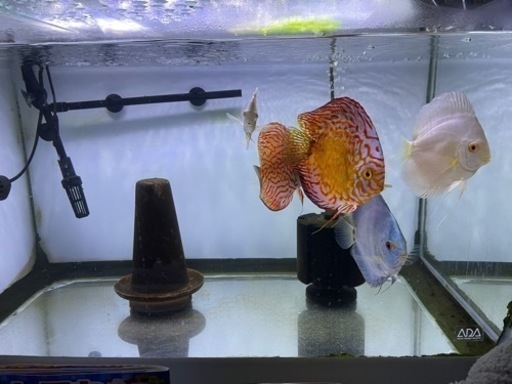別々で掲載します。ディスカス5匹