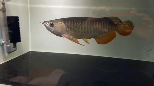 アロワナ2匹セット