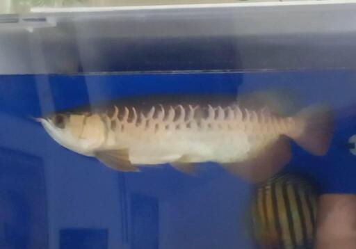 アロワナ2匹セット