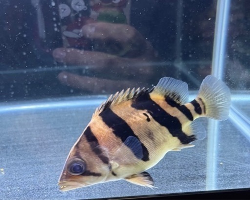 ダトニオ 片側リアル 片側フォークバンド 15cm