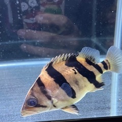 ダトニオ 片側リアル 片側フォークバンド 15cm