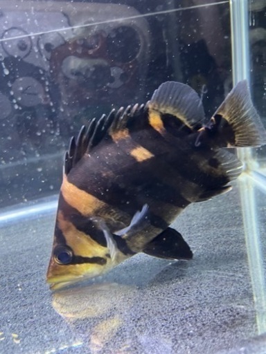 ダトニオプラスワン 20cm  鬼ぞりのパーフェクトバンド
