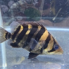 ダトニオプラスワン 15cm