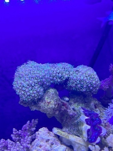サンゴ　スターポリプ　星型　10センチ