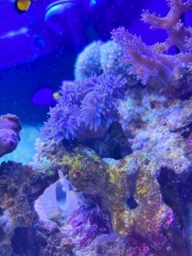 ヒメシャコガイについたウミアザミパープル