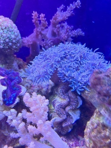 ヒメシャコガイについたウミアザミパープル