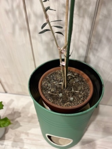ペール缶プランター　手作り一点物になります。