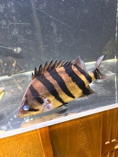 ダトニオ 約30センチ