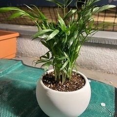 観葉植物　テーブルヤシ　29cm 4号の鉢と受け皿付き