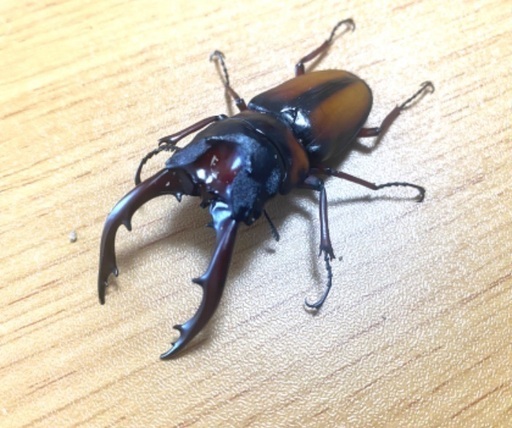 ミラビリスノコギリクワガタ 新成虫ペア