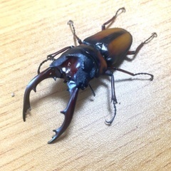 ミラビリスノコギリクワガタ　新成虫ペア