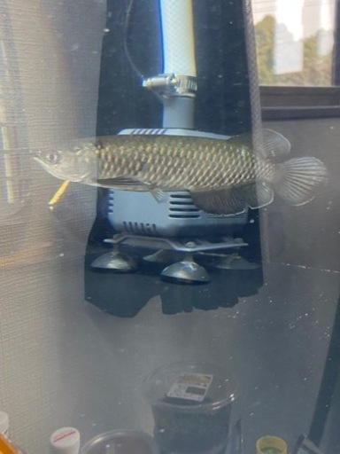 ポリプテルス ノーザンバラムンディ