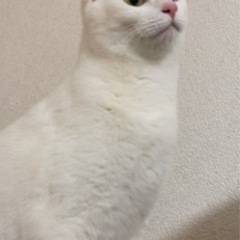 オットアイの白猫ちゃん　再募集です - 京都郡
