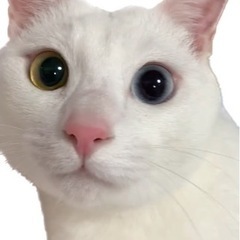 オットアイの白猫ちゃん　再募集です − 福岡県