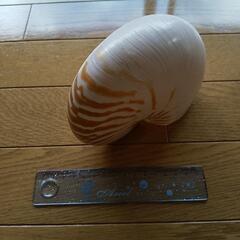 オウム貝の殻