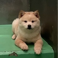 約2ヶ月子犬🐶里親募集