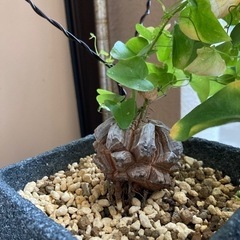 植物　亀甲竜　塊根