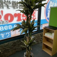 観葉植物（幸福の木）