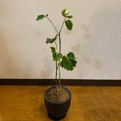 【 観葉植物 】ポリシャス / 斑入り / インテリア
