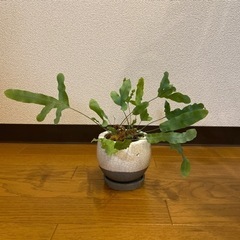 【 観葉植物 】ブルースター