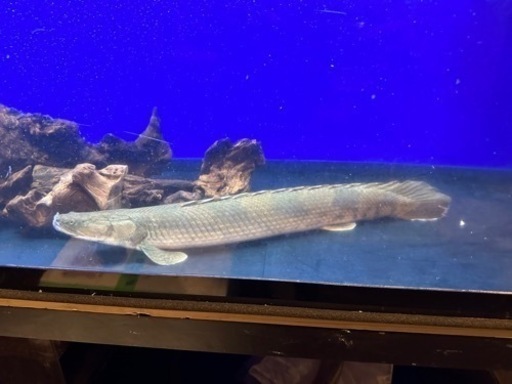 《配達　発送可能》ホワイトボルタ産　エンドリケリー　63cm wild ワイルド　ポリプ　ポリプテルス　熱帯魚　古代魚