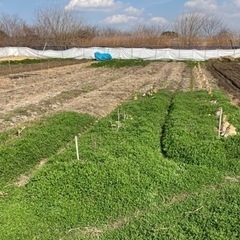 無農薬野菜 家庭菜園を楽しみたい方