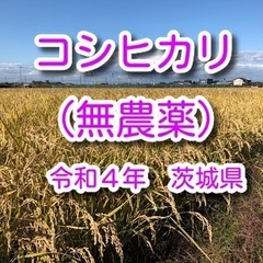 コシヒカリ 無農薬 10kg 茨城県 令和4年(2022) 米 ...