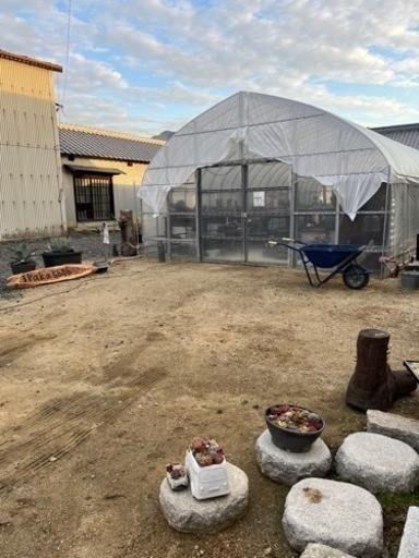 多肉植物をハウスにて販売しています。 多肉植物をハウスにて販売しています。