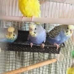 (一旦締切)セキセイインコ4羽、キンカチョウ1羽