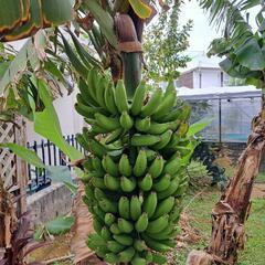 無農薬　バナナ　120本以上