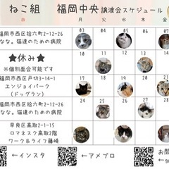 4/16 ねこ組🐾福岡中央譲渡会　エンジョイパーク − 福岡県