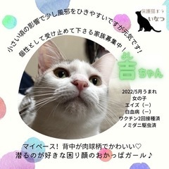 4/23 ねこ組🐾福岡中央譲渡会　なな。猫達のための病院 - その他