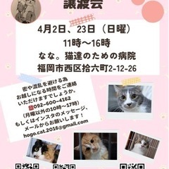 4/23 ねこ組🐾福岡中央譲渡会　なな。猫達のための病院の画像