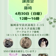 4/30 ねこ組🐾福岡中央譲渡会in藤崎