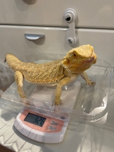 フトアゴヒゲトカゲの病院 (sari☆育児中) 新大津の教えての助け合い｜ジモティー - SliDe File
