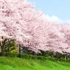 桜や春の花、春の風景を一緒に見ませんか?お花見仲間募集中✨横浜　...