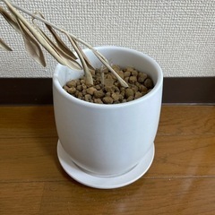 【引越しのため3/28まで】白の植木鉢
