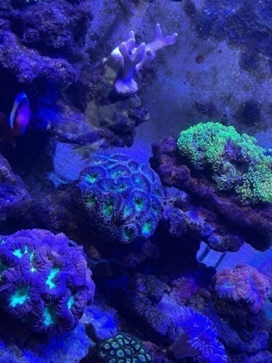 サンゴ　カクオオトゲキクメイシ