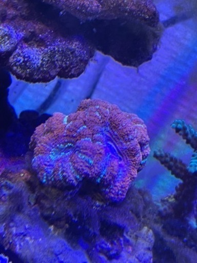 サンゴ　カクオオトゲキクメイシ　レッド