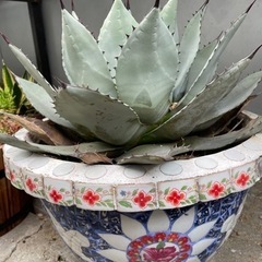 (検討中)アガベ　吉祥冠　直径45cmくらい