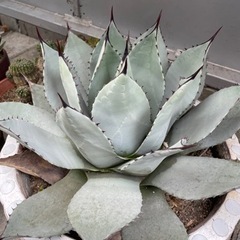 (検討中)アガベ　吉祥冠　直径45cmくらい